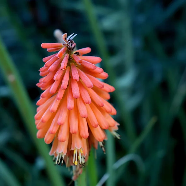 澳门天空彩票棋牌游戏